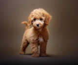 Poodle Puppies For Sale Simply Southern Pups